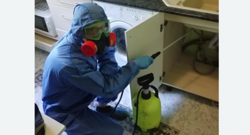 Уничтожение муравьев в квартире. Боровичи