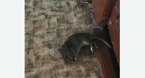 Дезинфекция от мышей в Боровичах
