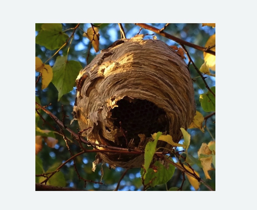 Обработка от шершней в Боровичах