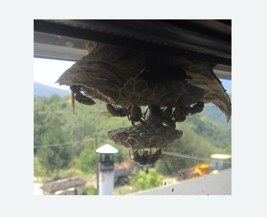 Уничтожение гнёзд шершней в Боровичах