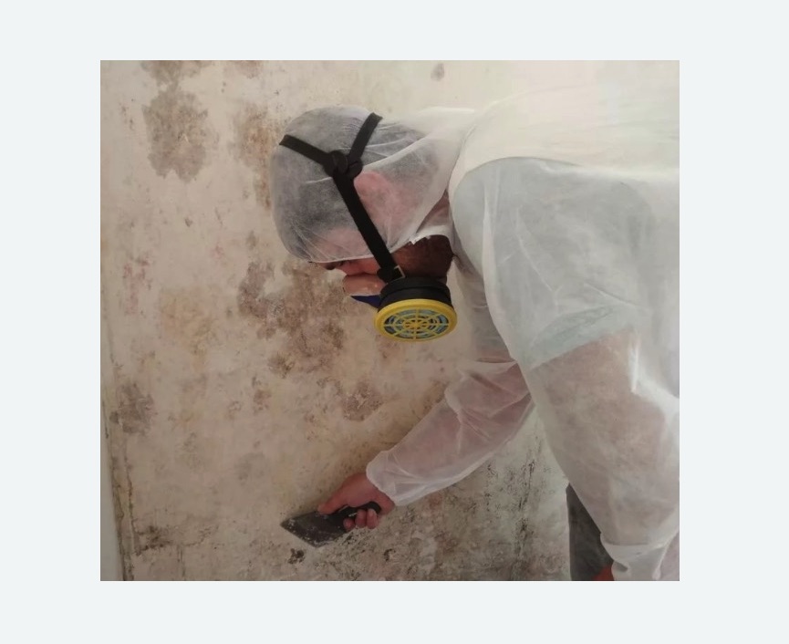 Обработка стен от плесени в Боровичах