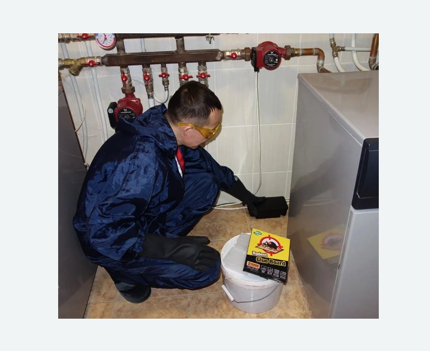 Уничтожение крыс в Боровичах