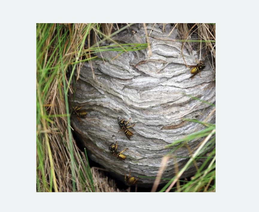 Уничтожение ос и ульев в Боровичах