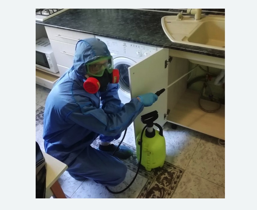 обработка от муравьев в квартире обработка от муравьев в квартире в Боровичах